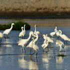 Egretta Thula