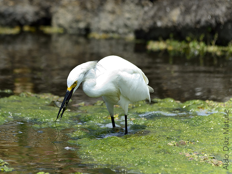 Egretta Thula