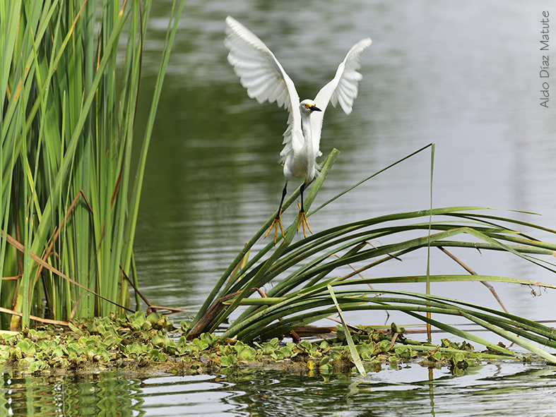 Egretta Thula