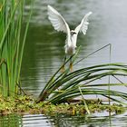 Egretta Thula