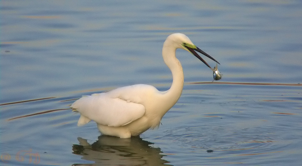 Egrette alba modesta