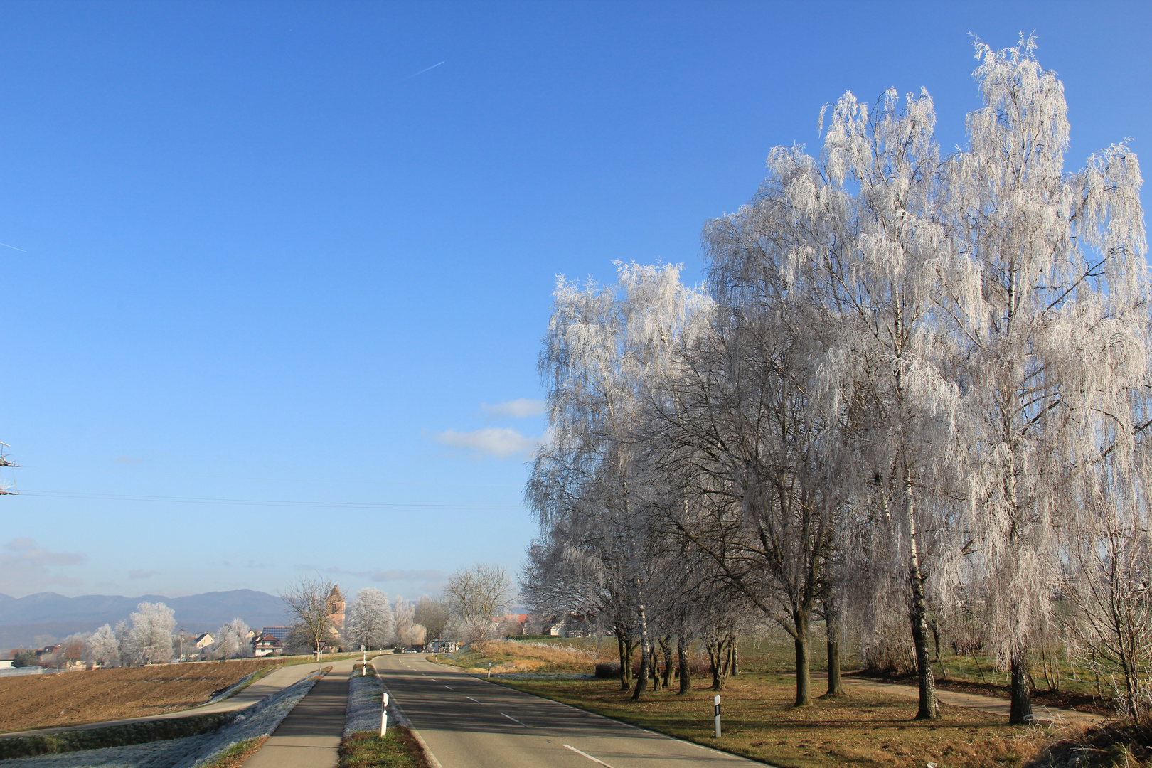 Egringen Linden im Winter