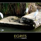 - Egrits -