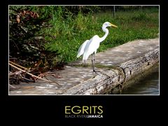 - Egrits II -