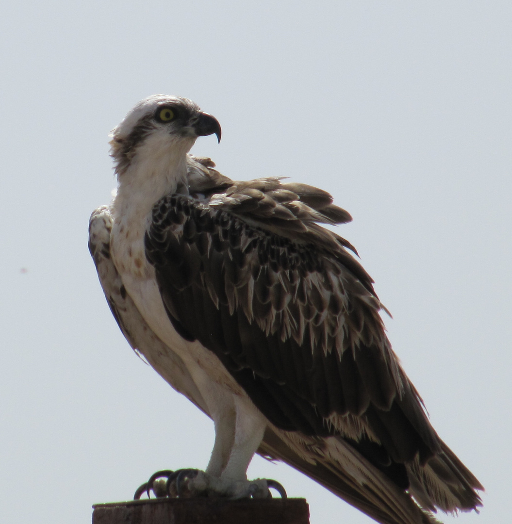 Egypt hawk - free animal - German: FALKE