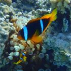 Egypt-Nemo und sein Vater ?!