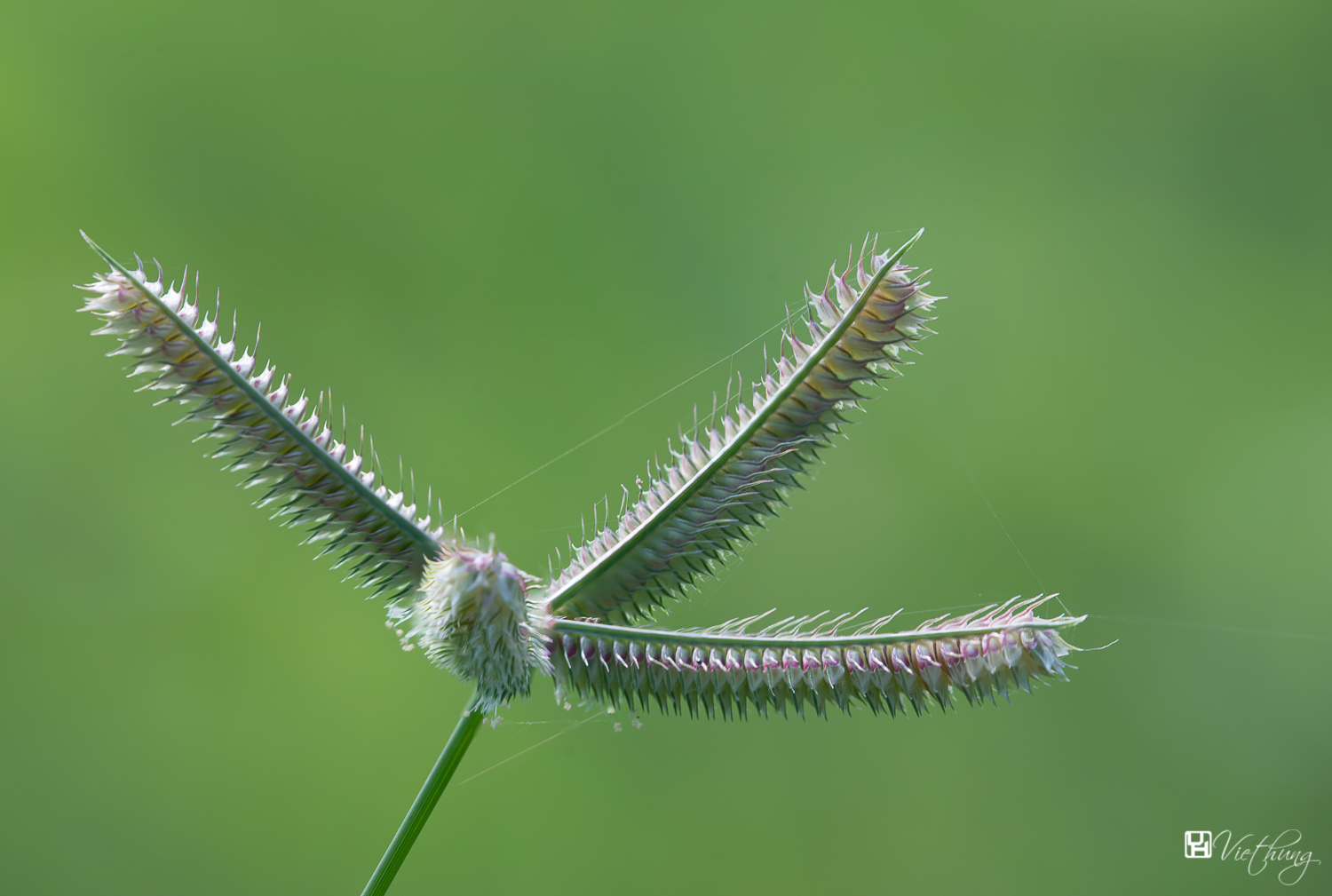 Egyptian Finger Grass