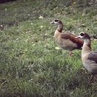 Egyptian geese