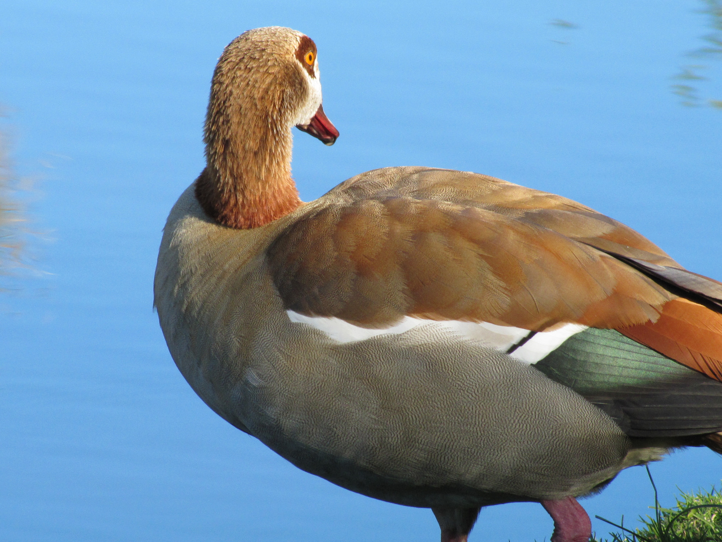 Egyptian Goose