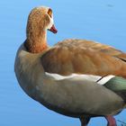 Egyptian Goose