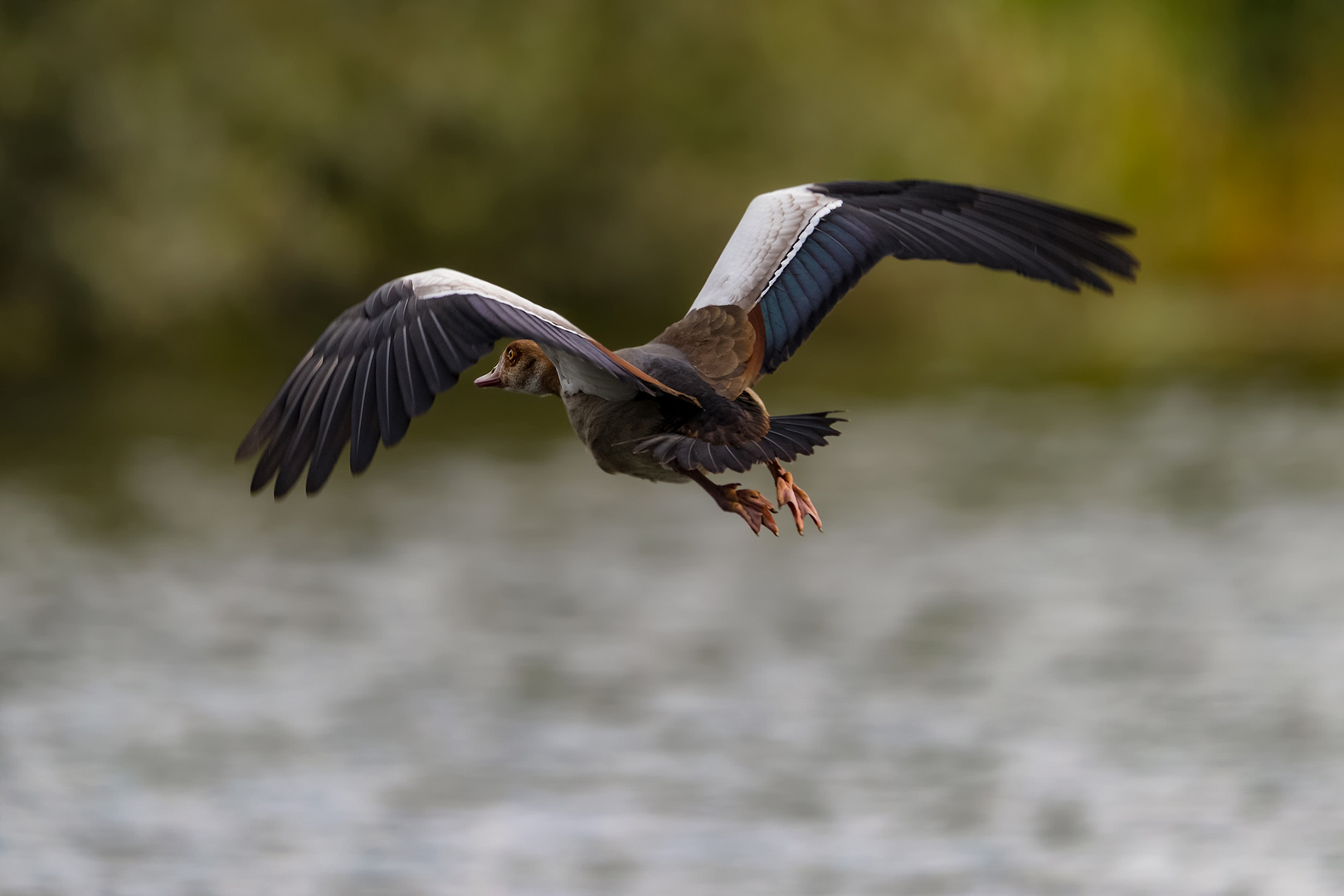 Egyptian Goose.....