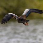 Egyptian Goose.....