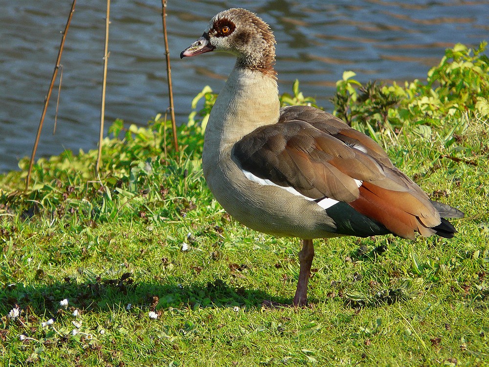 Egyptian Goose