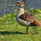 Egyptian Goose