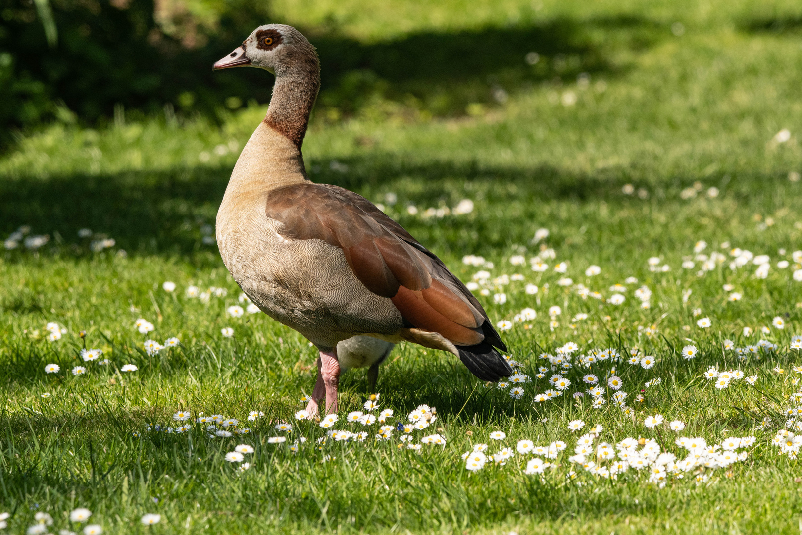 Egyptian Goose