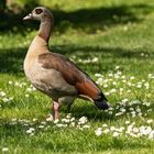 Egyptian Goose