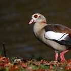 Egyptian Goose 