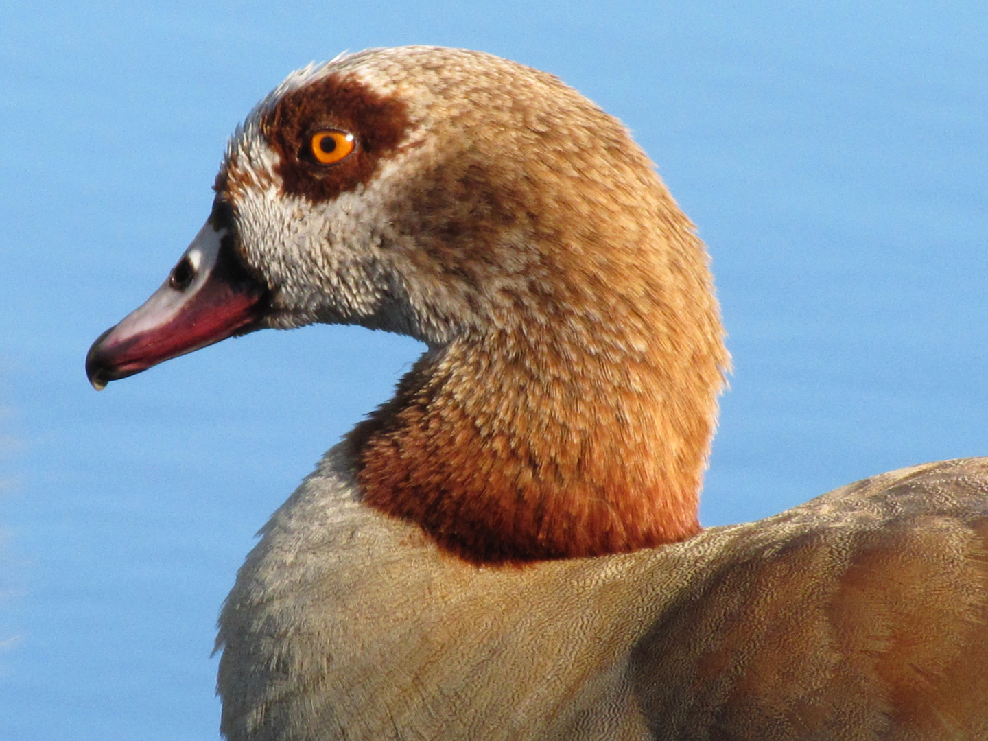 Egyptian Goose