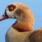 Egyptian Goose