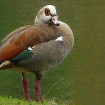 Egyptian Goose