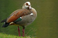 Egyptian Goose