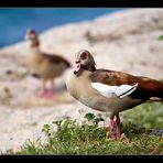 Egyptian Goose