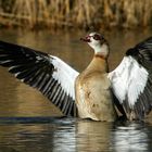 Egyptian Goose