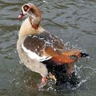 Egyptian Goose