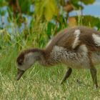 Egyptian Goose chick