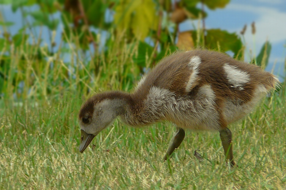 Egyptian Goose chick
