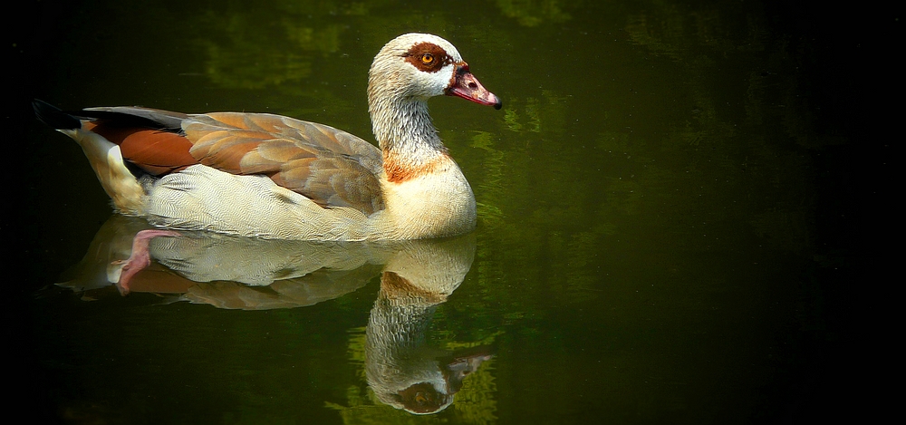 Egyptian Goose