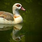 Egyptian Goose