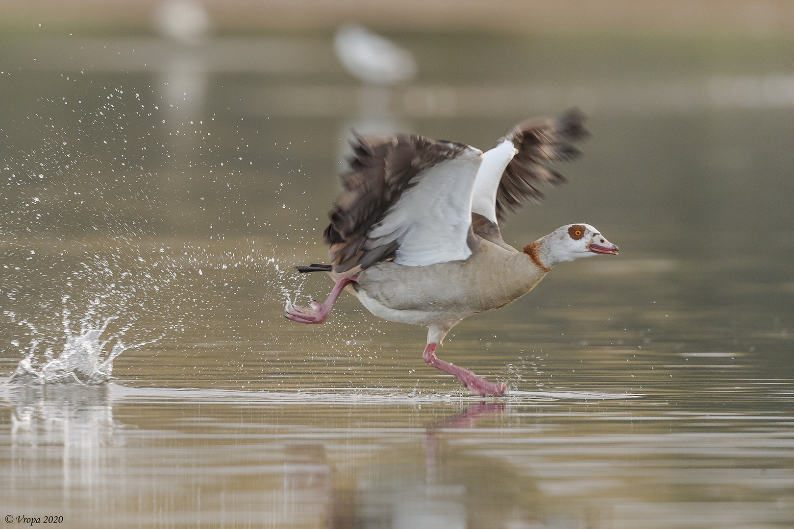 Egyptian goose in a hurry!