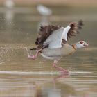 Egyptian goose in a hurry!