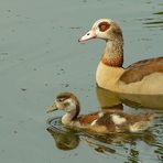 Egyptian Goose : Mother and Child