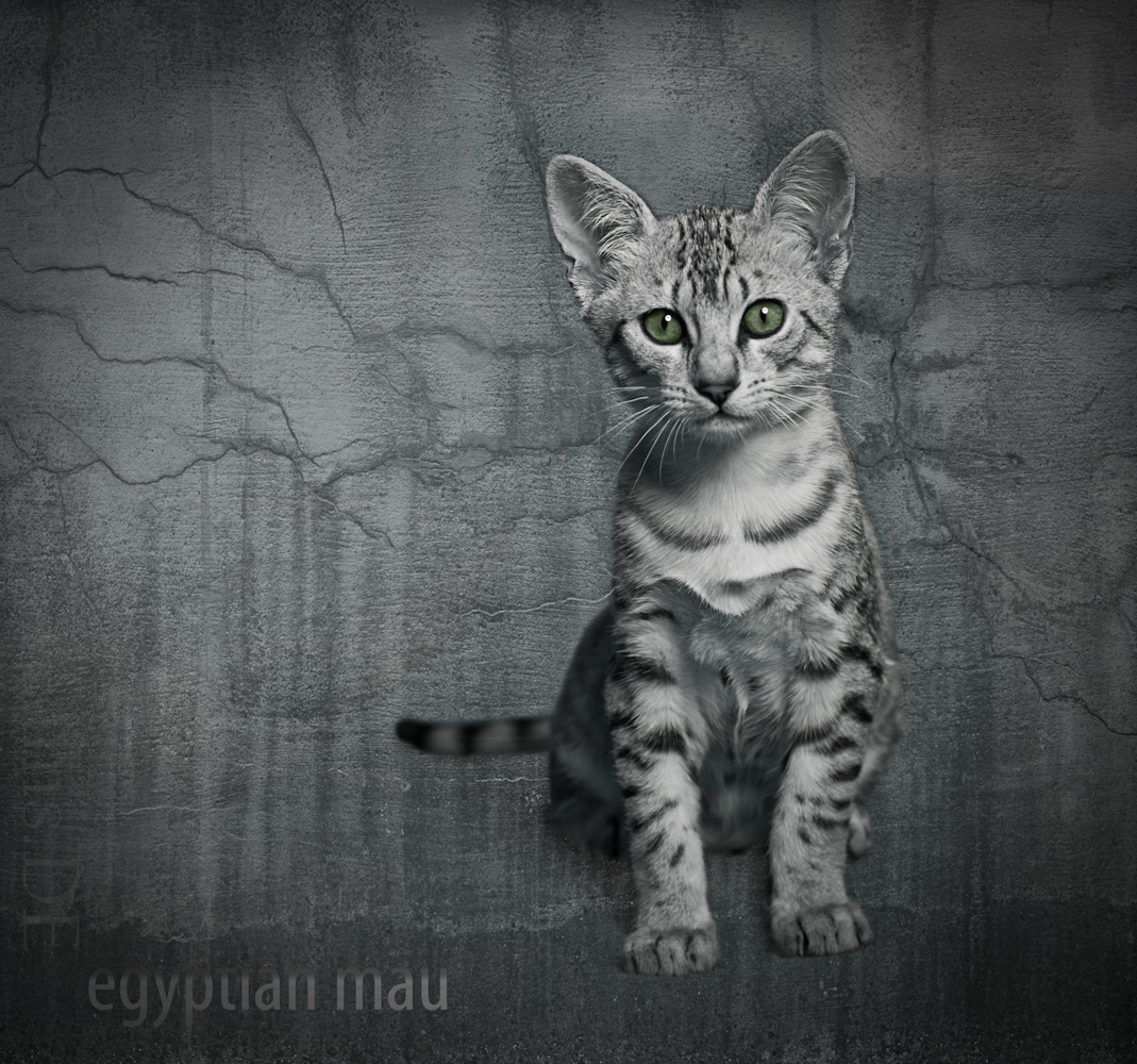 egyptian mau