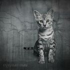 egyptian mau