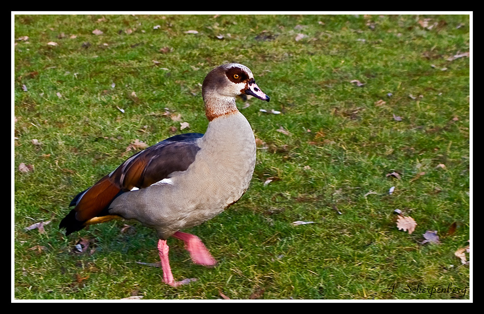 Egyptian Nile goose