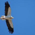 Egyptian Vulture