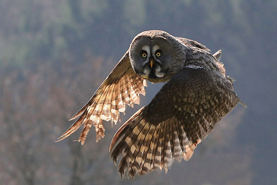 Eh Alder - was guckst du??