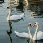 Eh ! Vous deux !!!Faites-moi un "cygne" !!!!!!