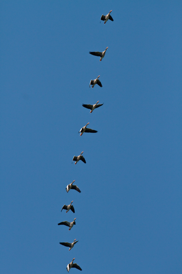 Ehe wir uns gans grau ärgern...