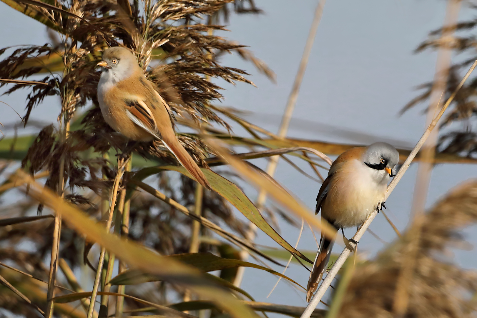 Ehekrach ? ) Foto & Bild vogel, tiere, vögel Bilder auf