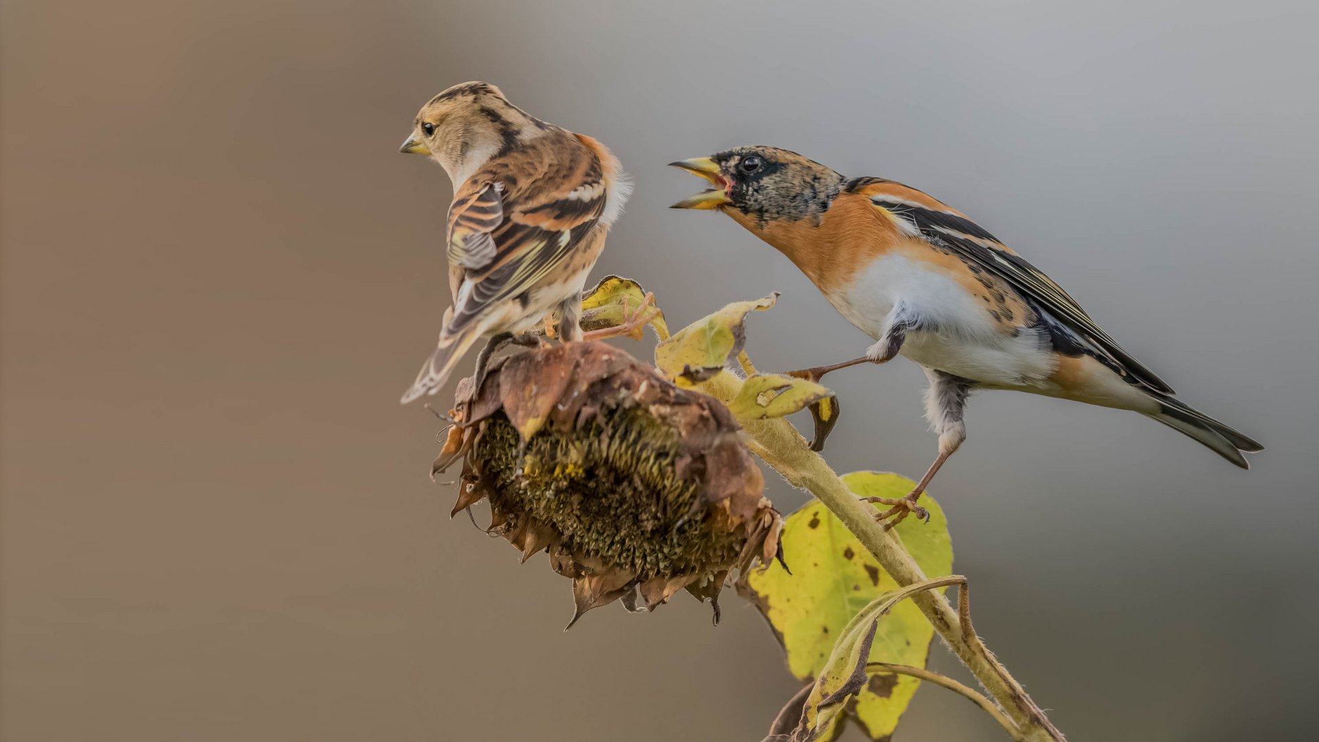 Ehekrach Foto & Bild Bilder auf