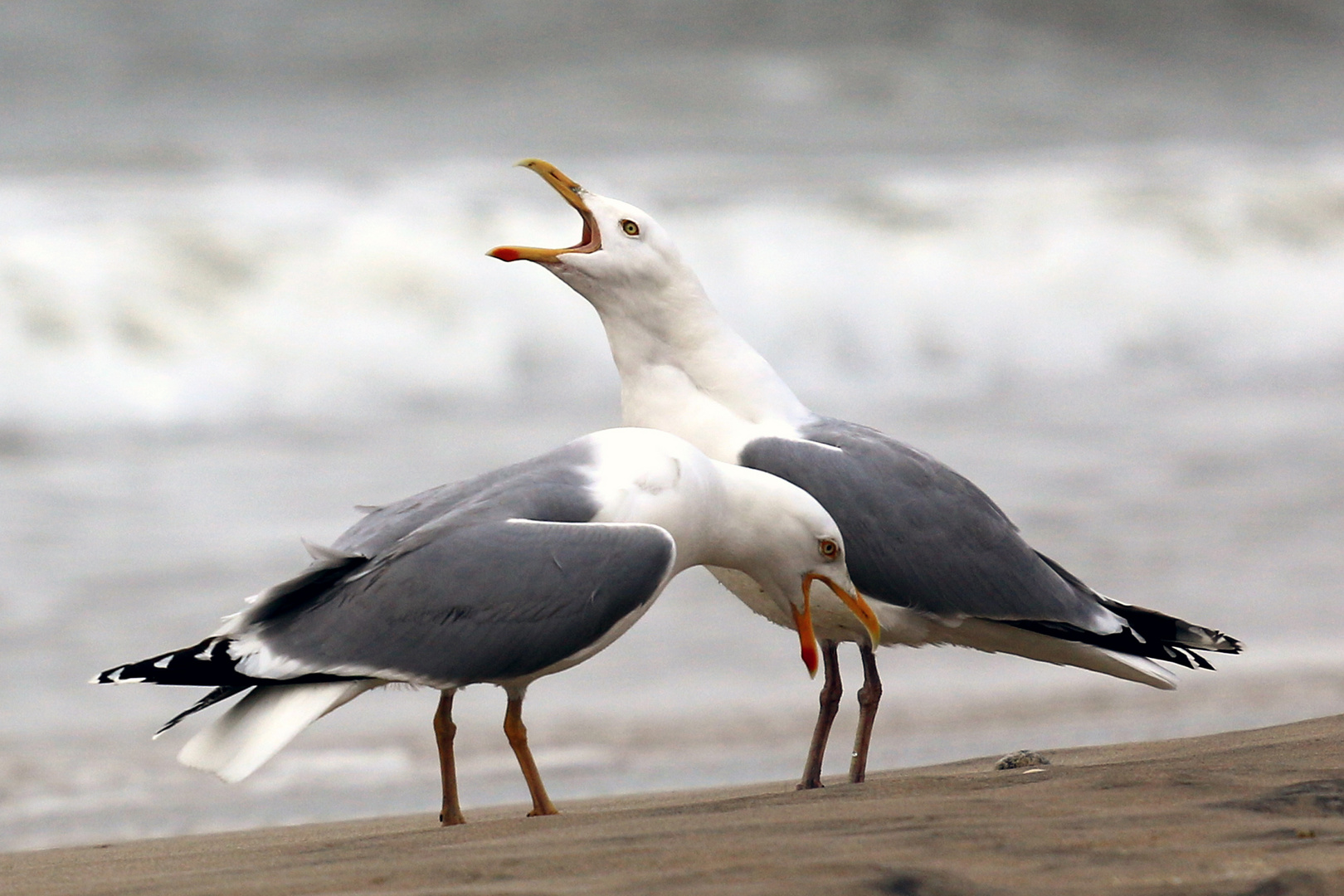Ehekrach... Foto & Bild wave, beach, sand Bilder auf
