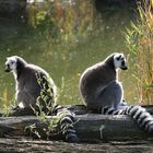 Ehekrach bei den Lemuren?