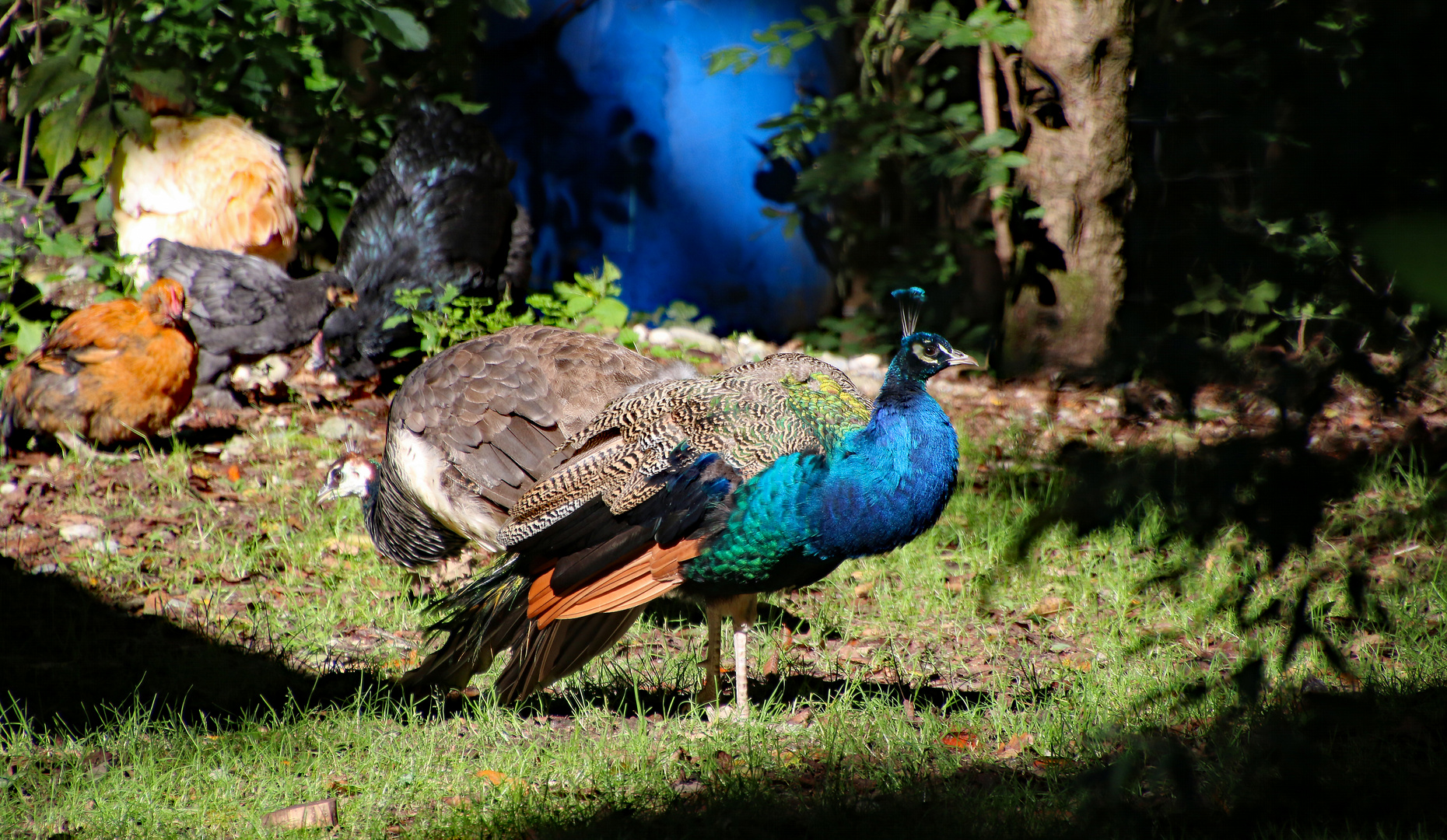 Eheleute Pfau