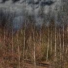 Ehemaliger Güterbahnhof Koblenz Lützel - jetzt ein schöner Birkenwald!