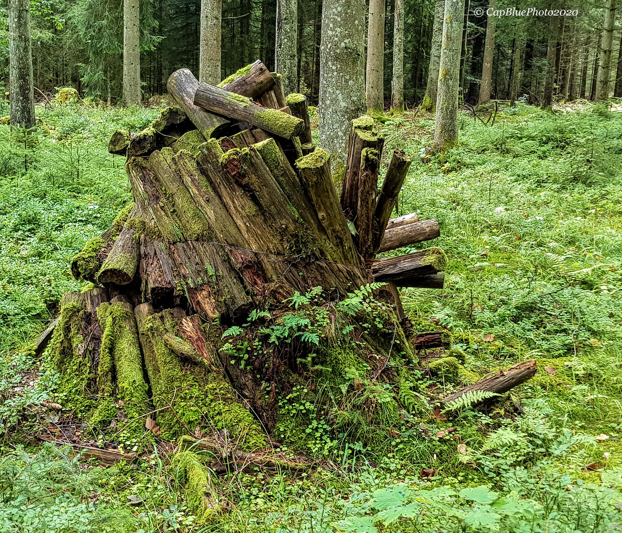 Ehemaliger Köhlermeiler (Nähe  Neuhaushütte)