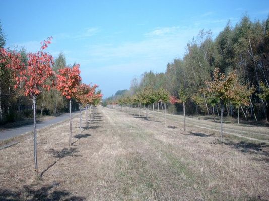 ehemaliger Todesstreifen